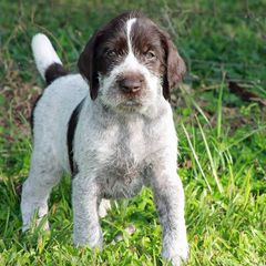 German Wirehaired Pointer Puppies from Reece GWP