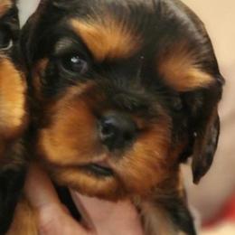 Gino - Black and tan male Cavalier King Charles Spaniel puppy in London, Arkansas from Frosty’s Cavaliers