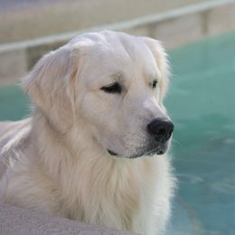 Golden Retriever All Grown Up from Camp Rezy