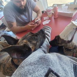 Great Dane Puppies from The Greater Dane Kennel