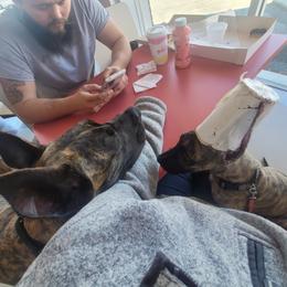 Great Dane Puppies from The Greater Dane Kennel