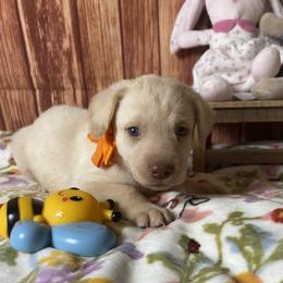 Boy 3 - male Labrador Retriever puppy in Newmanstown, Pennsylvania from Royalty Retrievers