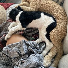 Sheepadoodle Puppies from Roughneck Doodles
