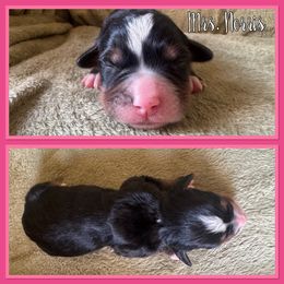 Mrs. Norris - Black rust and white female Bernese Mountain Dog puppy in Merrill, Michigan from Happy Tails Family Farm