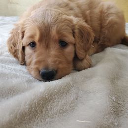 Golden Retriever Puppies from Emma's Golden Puppers