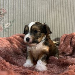 Gorgeous Sable Parti Coloration Female Yorkie - Parti female Yorkshire Terrier puppy in Benson, Arizona from Happy Tails Yorkies