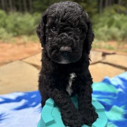 Captain Hook - Black male Goldendoodle puppy in Pittsburg, Texas from Peachy Pine Goldendoodles