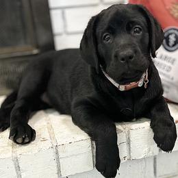 Labrador Retriever puppies from Happiest Retrievers