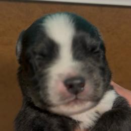 Onyx - Black and white male Pomsky puppy in Spring Hill, Florida from PDQ Pomskies
