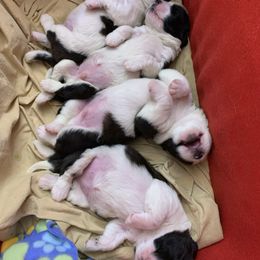 Saint Bernard Puppies from Avant-Gard Saint Bernards