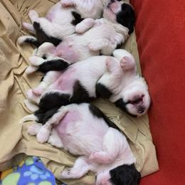 Saint Bernard Puppies from Avant-Gard Saint Bernards