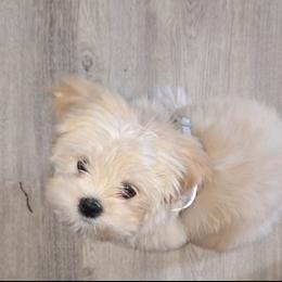 Lhasa Apso Puppies from Cynthia's Lhasa Apsos
