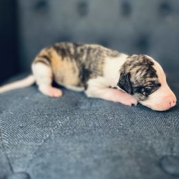 Spade - White and fawn brindle male Whippet puppy in Clinton, Tennessee from Ivanhoe Borzoi