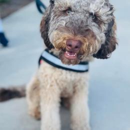 Goldendoodle and Poodle All Grown Up from Rolling Oak Doodles