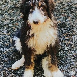 Bernedoodles and Goldendoodles from Owen Doodles