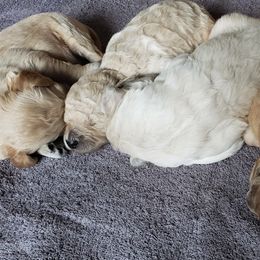 Goldendoodle Puppies from Golden Breeds