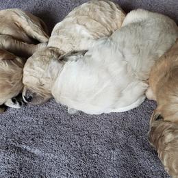 Goldendoodle Puppies from Golden Breeds