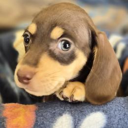 Mocha - Chocolate and cream female Dachshund puppy in Salem, Oregon from Wonder Weenies
