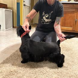 Harvey - Scottish Terrier