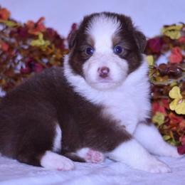 Cinnamon - Red tri-color female Australian Shepherd puppy in Easton, Missouri from MMA Kennel