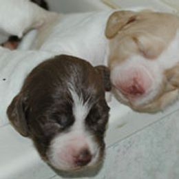 Brittany Puppies from Alar Brittanys