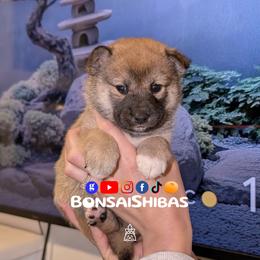 Duro - Red male Shiba Inu puppy in Minnesota from BonsaiShibas