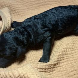 Girl 3 - Black female Poodle puppy in Mountain View, Arkansas from Ramer’s Spring Poodles