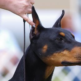 Doberman Pinschers and Weimaraners from Megan Dollinger