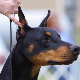Doberman Pinschers and Weimaraners from Megan Dollinger