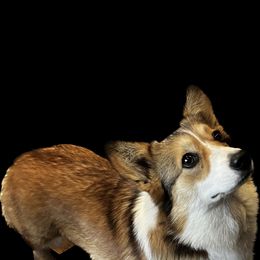 Treasure - Pembroke Welsh Corgi