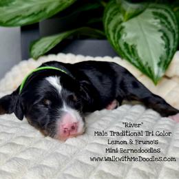 River - Tri-color male Bernedoodle puppy in Orange, Texas from Walk with Me Doodles