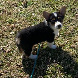 Pembroke Welsh Corgi Puppies from Cartee Corgis