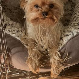 Yorkshire Terriers from Emilia Morales