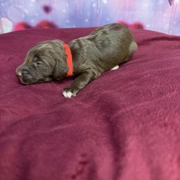 Zoey - Brown female Bernedoodle puppy in Winfield, Alabama from Rose Lane Doodles
