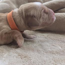 Boy 4 - Golden male Golden Retriever puppy in Buckley, Washington from Chrysus Spirit Goldens