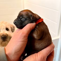 Boy 3 - Wheaten male Soft Coated Wheaten Terrier puppy in Fowler, Ohio from Warzalas wheatens