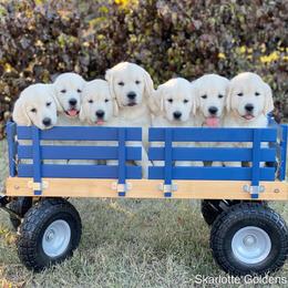 Golden Retriever Puppies from Skarlotte Goldens