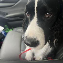 English Springer Spaniel All Grown Up from Llewellyn Farms English Springer Spaniels