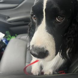 English Springer Spaniel All Grown Up from Llewellyn Farms English Springer Spaniels