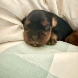 Boy 2 - Black and tan male Cavalier King Charles Spaniel puppy in Colfax, California from Gold Country Cavaliers