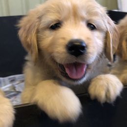 Australian Shepherd and Golden Retriever Puppies from Shadyview
