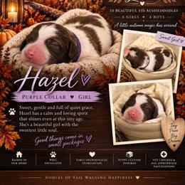 Hazel - Cream female Aussiedoodle puppy in Taylor, Missouri from Pawsitively Doodles
