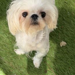 Stormie - White female Maltese puppy in Newport Beach, California from Exotic City Pomeranians and chihuahuas