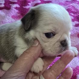 Pug Puppies from Royal House of Pugs