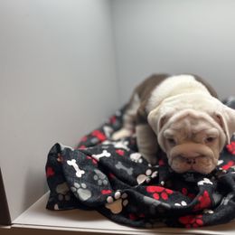 Bulldog Puppies from Black Creek English Bulldogs