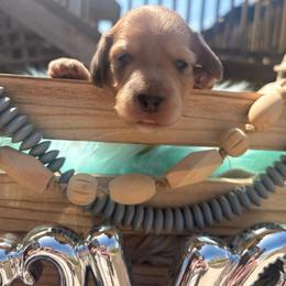Sprout - Cream male Dachshund puppy in Mayville, Michigan from Teenie Little Hearts