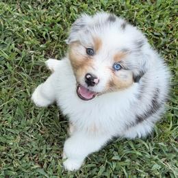 Lloyd - Black tri-color male Australian Shepherd puppy in Asheboro, North Carolina from FairWilde