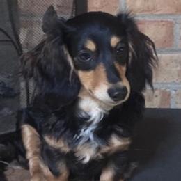 Virgina - Dachshund