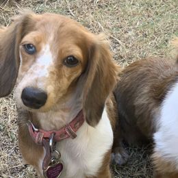 Dachshunds from Little Paw Dachshunds