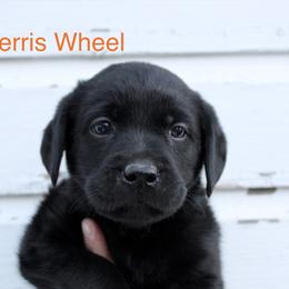 Ferris Wheel - Black male Labrador Retriever puppy in Tomahawk, Wisconsin from Mahner Labs